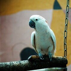 white cockatoo on a branch
