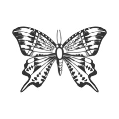 Butterfly. Line illustration isolated on white.