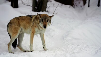 wild wolf in snow