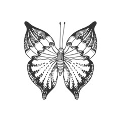 Butterfly. Line illustration isolated on white.