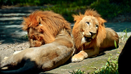 Males of wild African lions in the wild with a large mane lie on the ground during the day under the rays