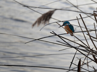 Kingfisher