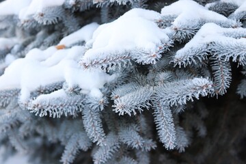 snow covered branches