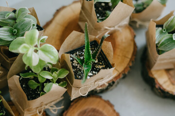 Eco friendly reusable eco bag and succulents. Houseplants.