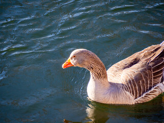 goose swimming in a pond in springtime