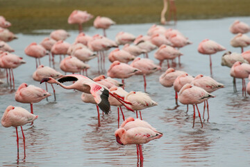 Flamboyance of Lesser Flamingo, Walvis Bay, Namibia