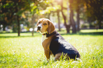 Portrait of cute beagle dog at the park.