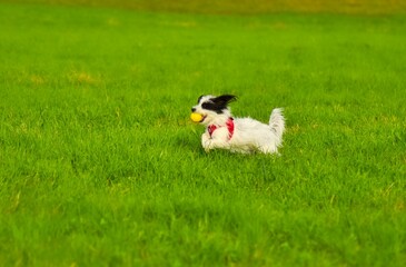 Terrier