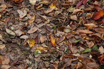 brown and red autumn leaves on the ground