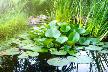 Artificial decorative pond in the garden with living aquatic plants. Garden area for relaxing by...
