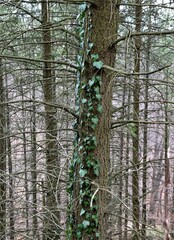 Fototapeta premium pine tree forest