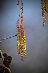 Naklejka premium European black alder // Schwarzerle, Schwarze Erle (Alnus glutinosa)