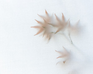 Obraz premium Leaves Abstracted through Cloth 