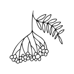 Isolated vector black and white design of decorative autumn botanical autumn rowan berries and leaves
