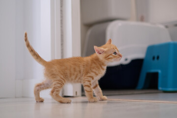 Fotografía de un gatito de un mes de edad
