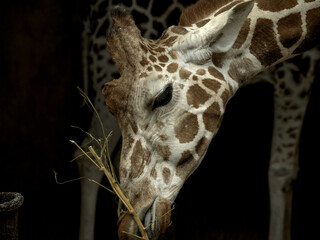 A closeup of a giraffe face eating branches