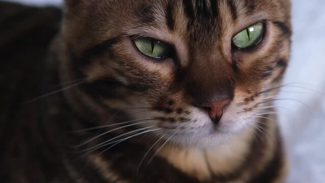 Portrait of a luxurious Bengal cat. Red-haired beauty with green eyes. The cat's muzzle is close-up. The animal watches the prey.
