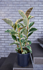 Plant pots and brick walls 