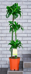 Potted plant near white brick wall.