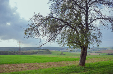 Solitary silhouette trees with the cloudy grey sky