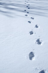 Footsteps In the snow. It looks very mysterious on this morning.