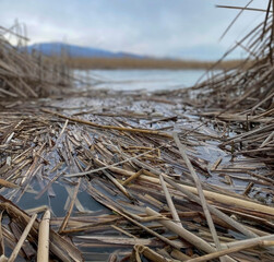 lake and reeds in summer