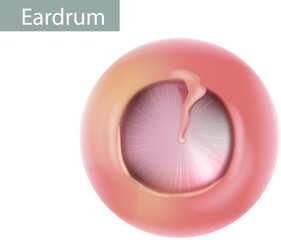Anatomy of the humans eardrum. Healthy tympanic membrane. Vector illustration