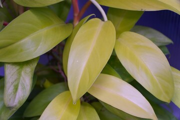 Beautiful bright leaves of Philodendron Lemon Lime, a popular indoor houseplant