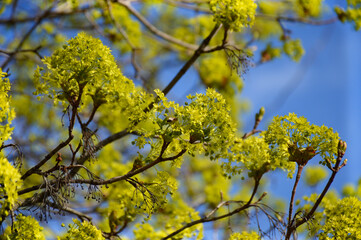 Maple blossom in spring, natural seasonal background. there are many small yellow flowers on a tree branch. spring has come