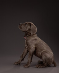 Fototapeta na wymiar profile portrait of a puppy