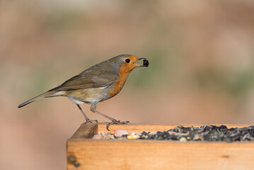 Fototapeta premium European robin on a bird feeder holding a raisin in its bill