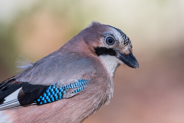 Eurasian jay close up