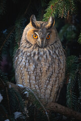 asio otus