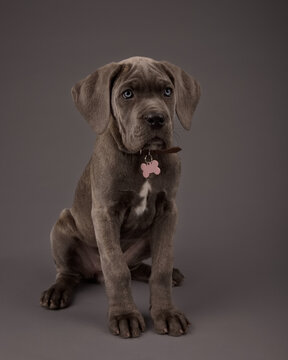 portrait of a puppy