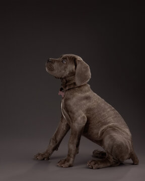 profile portrait of a puppy