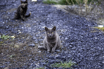 Street abandoned cats