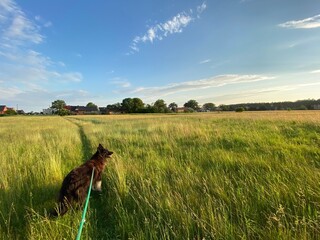 horse in the field © Vanessa