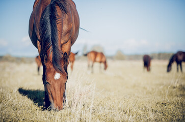  Muzzle of grazing horse close-up.