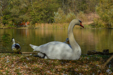Swan close up