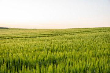 Landscape of green barley field in a sunset. Agriculture. The concept of agriculture, healthy eating, organic food.
