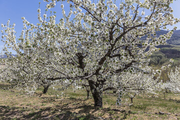 Fototapeta premium Forests of almond trees in bloom in spring