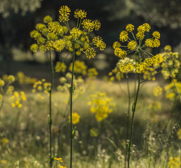 Obraz premium Spring flowering of yellow wildflowers