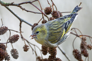 Siskin/Erlenzeisig (Spinus spinus)