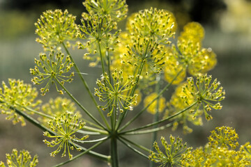 Spring flowering of yellow wildflowers