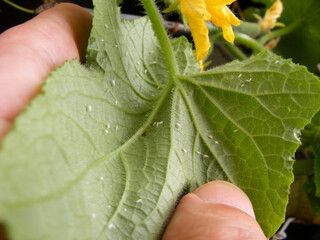 Pests in the garden on a cucumber plant. Greenhouse whitefly (Trialeurodes vaporariorum) - a...