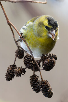 Erlenzeisig/ siskin (Spinus spinus)