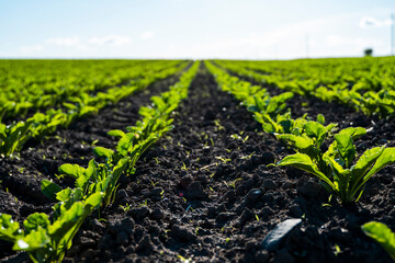 Landscape of sugar beet sprout growing in cultivated agricultural field.
