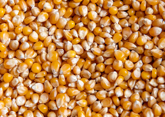 Close up of a heap of popping corn.