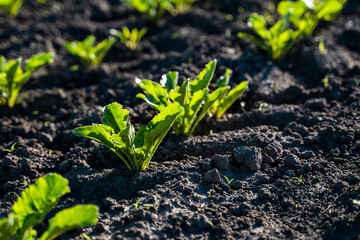Young sugar beet plants in a rows on a agricultural field. Agriculture concept. Farmer's field.