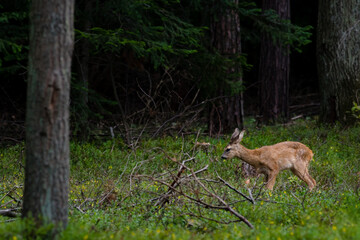 A roe deer (capreolus capreolus)